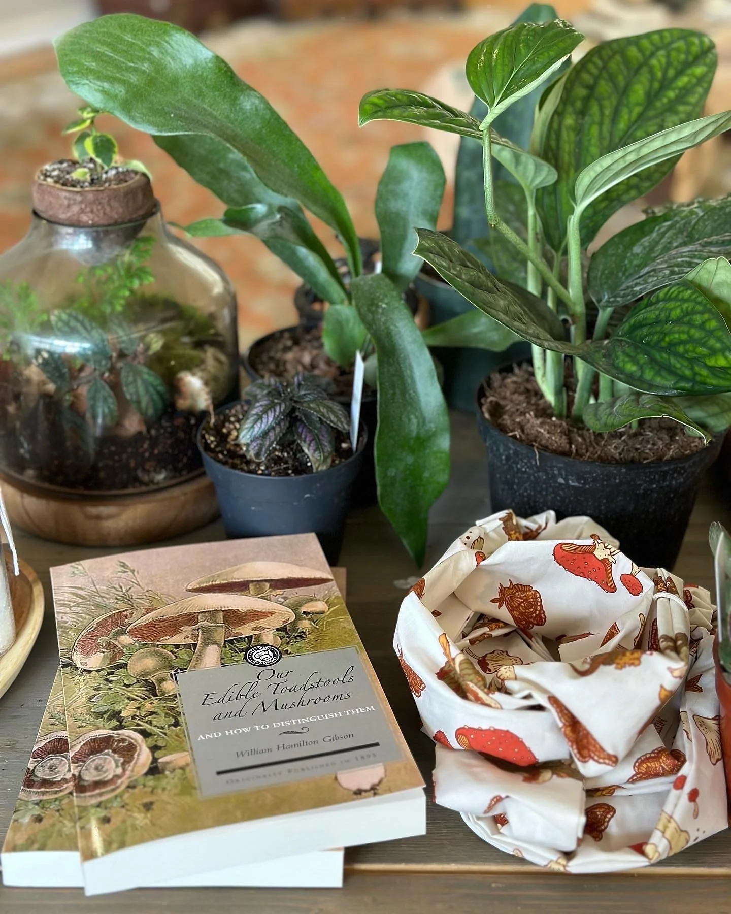 Plants, rocks, oddities, curiosities, magic, tarot, candles, herbs, and teas. All under one roof at Blackbird house on the longmont main street.