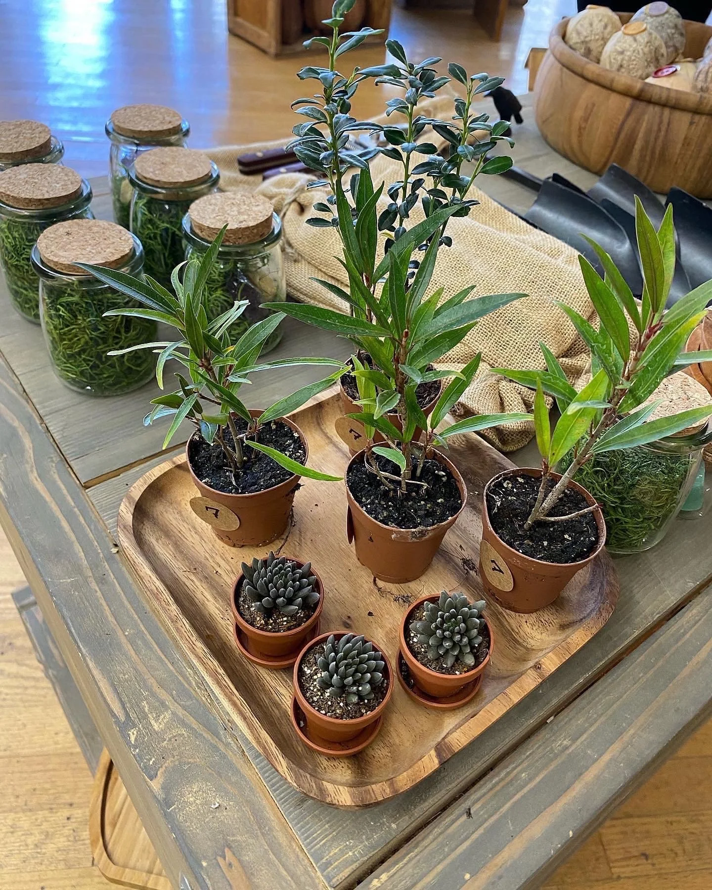 plants and more at the cozy new longmont main street shop Blackbird house, sister shop to Blackbird ink upstairs.