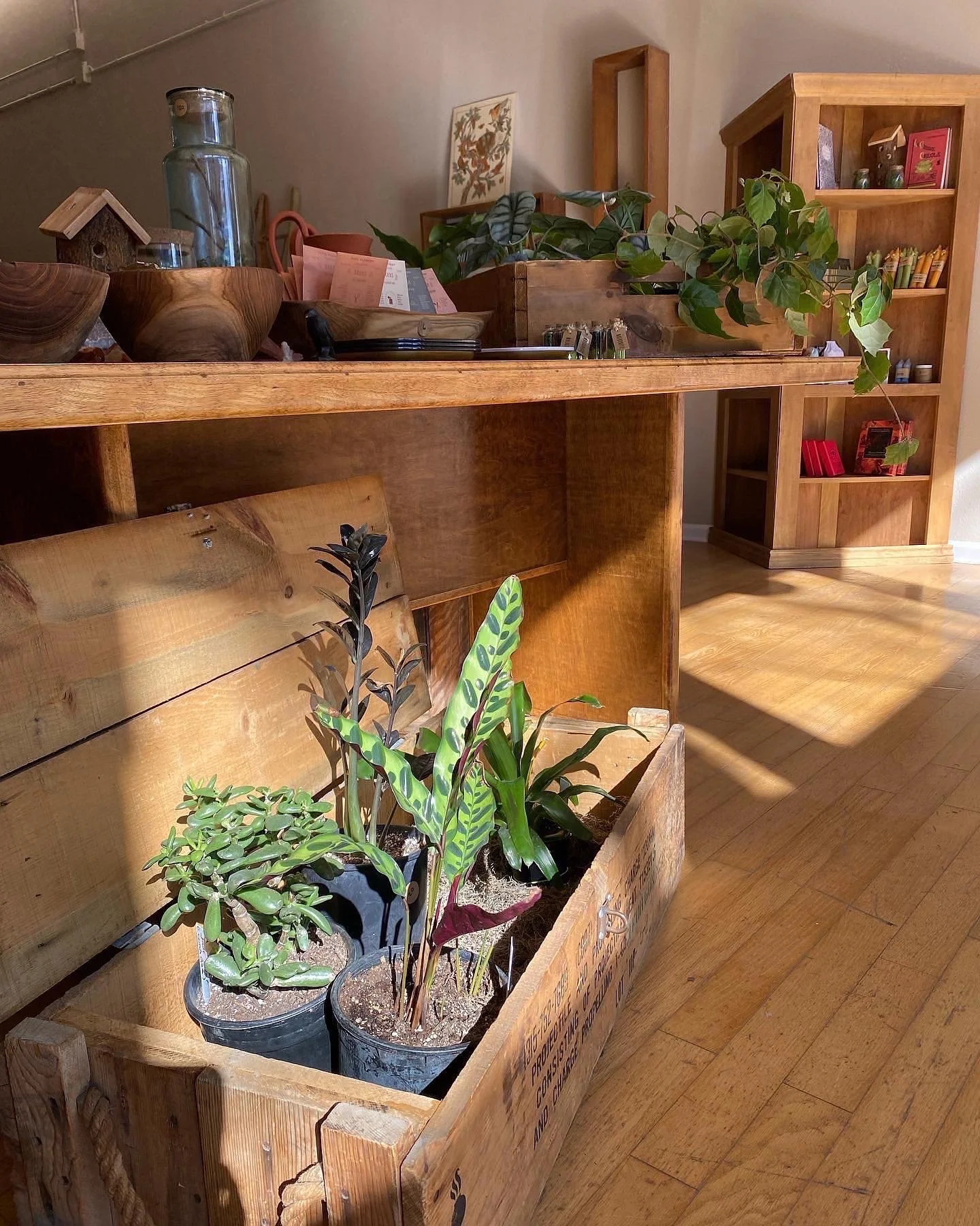 The cutest new longmont main street shop