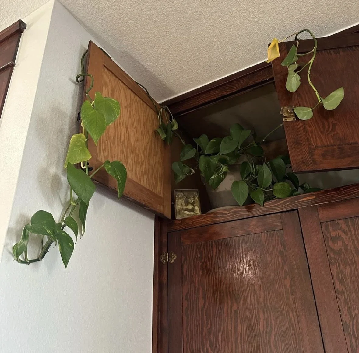 Tattoo shop full of plants and oddities