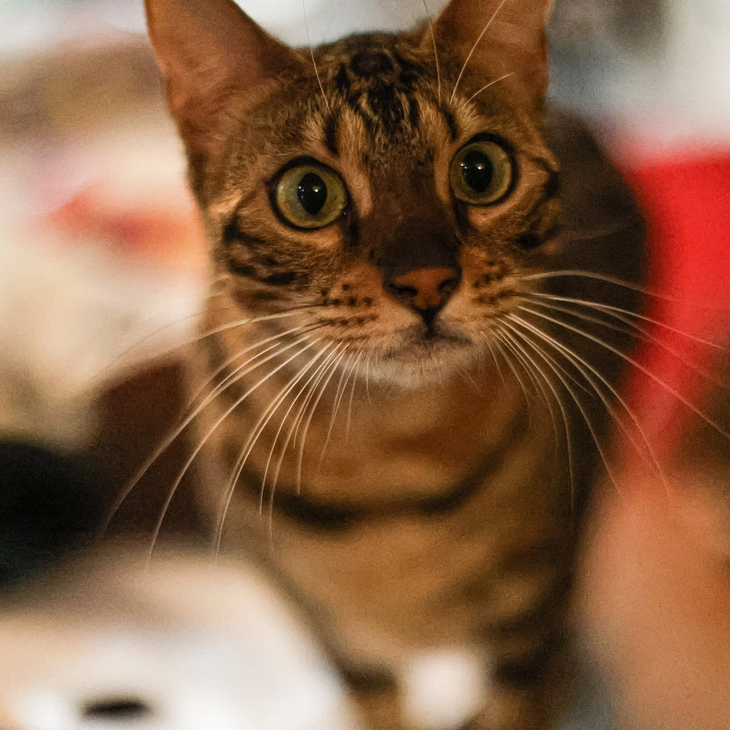 F10C8953-62C3-4163-ADCB-855F6612144D.jpeg