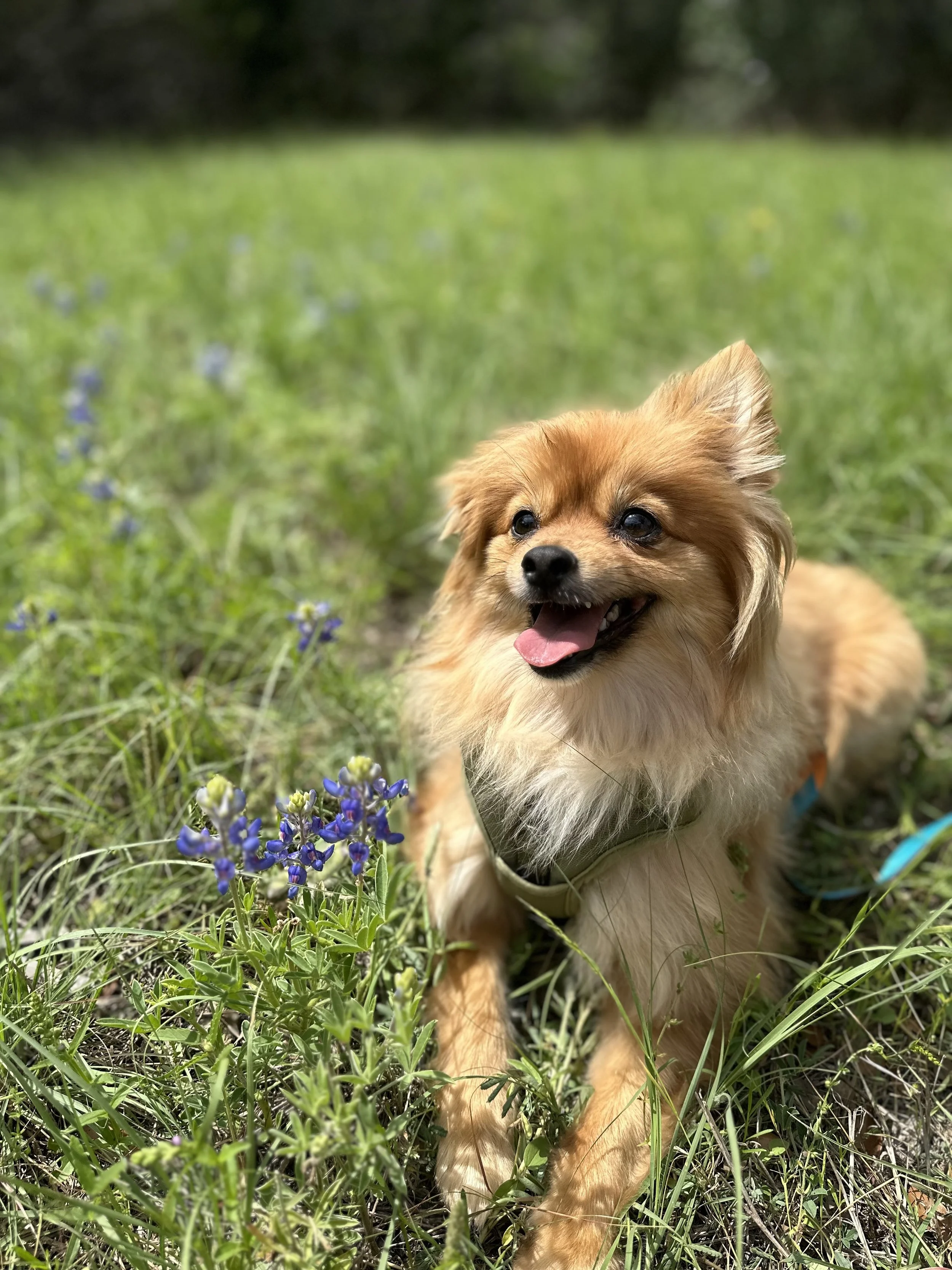 Pet Portraits