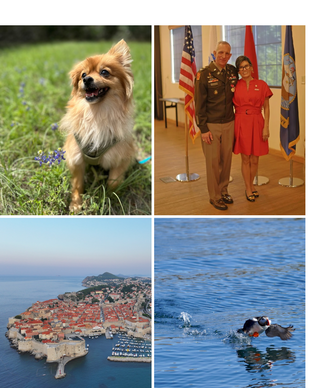 A collage of four images: a happy small dog outdoors in a grassy area with purple flowers, a man and woman in military uniforms standing inside with flags, a coastal city with historic buildings and a marina, and a duck swimming in water.