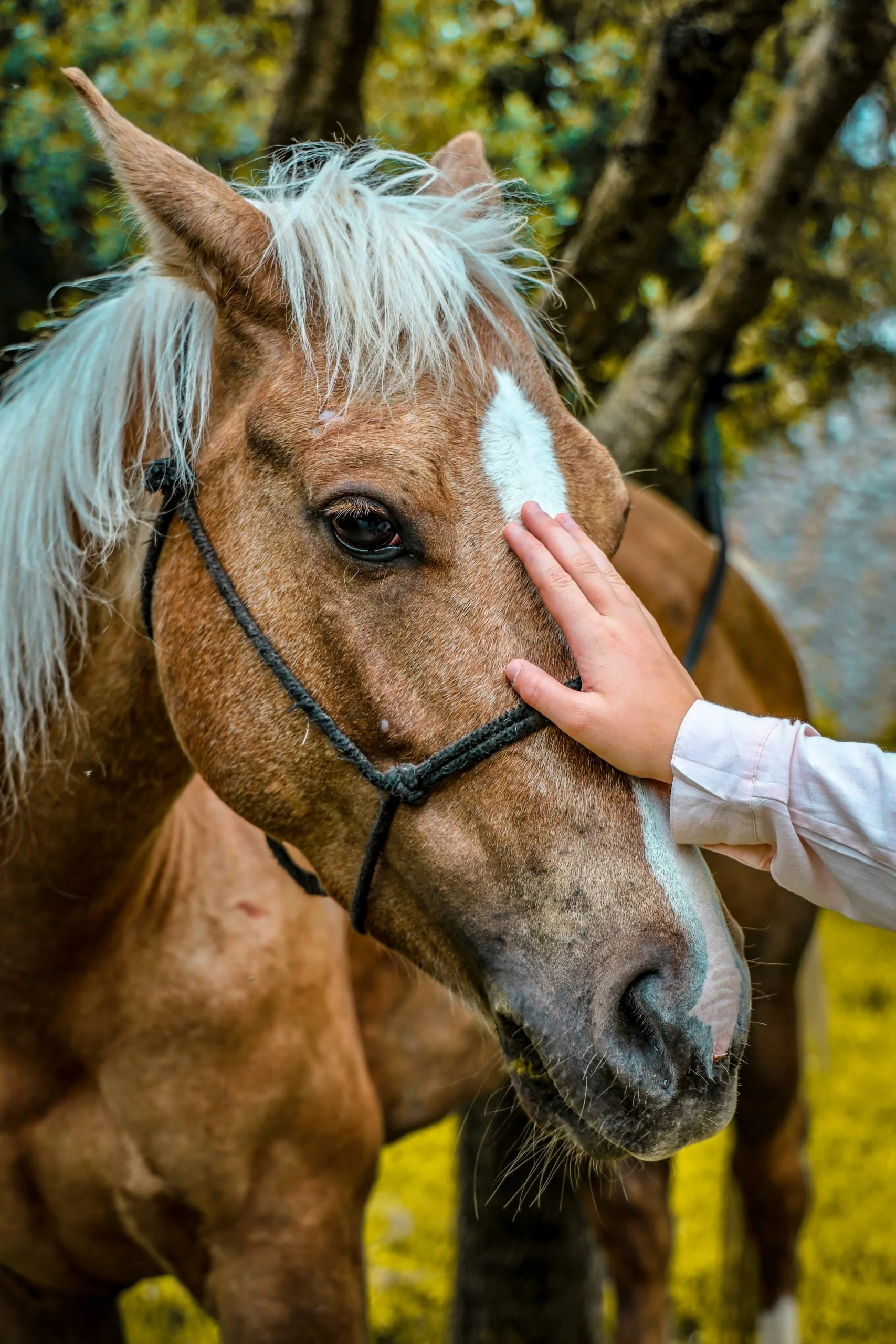 A Creative Retreat with WindWalkers & Anderson Ranch