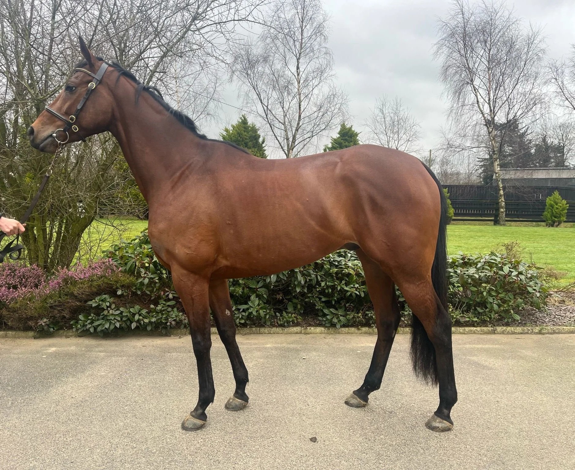 A brown horse with a black mane standing on a paved surface near some bushes and trees, with cloudy sky and grass in the background.