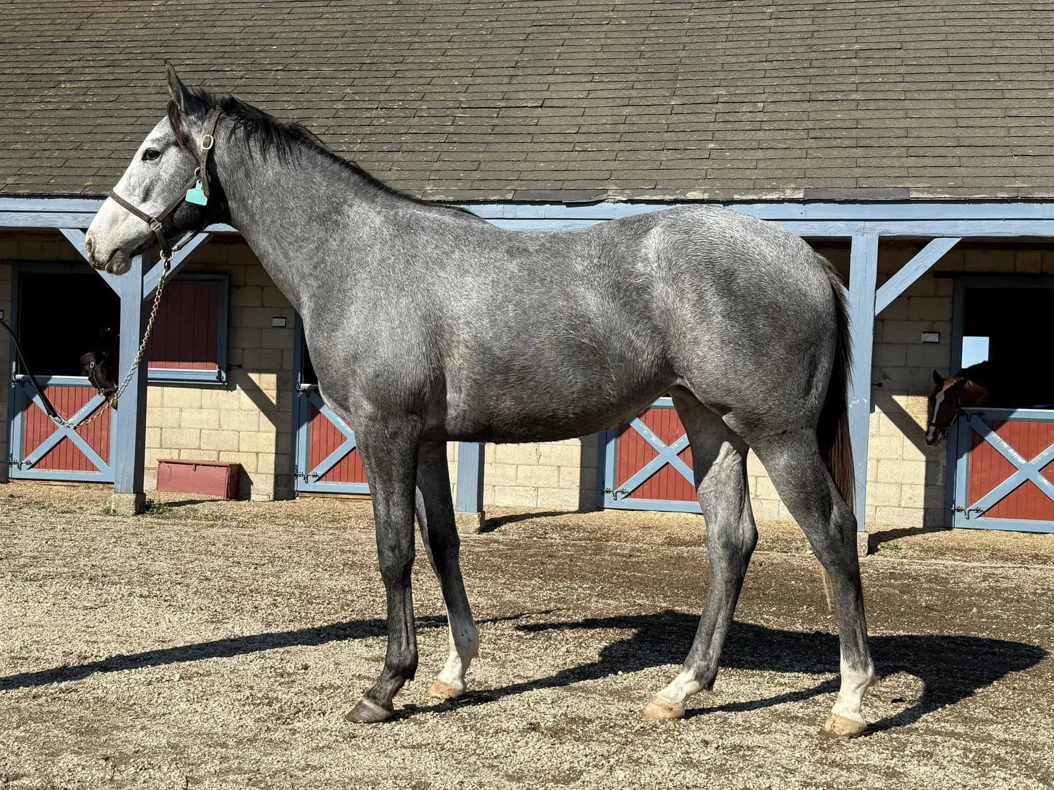 Gray horse standing outside a stable, with another horse peeking out from a window behind.