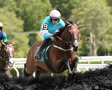 A jockey riding a horse jumps over a hurdle during a horse race.