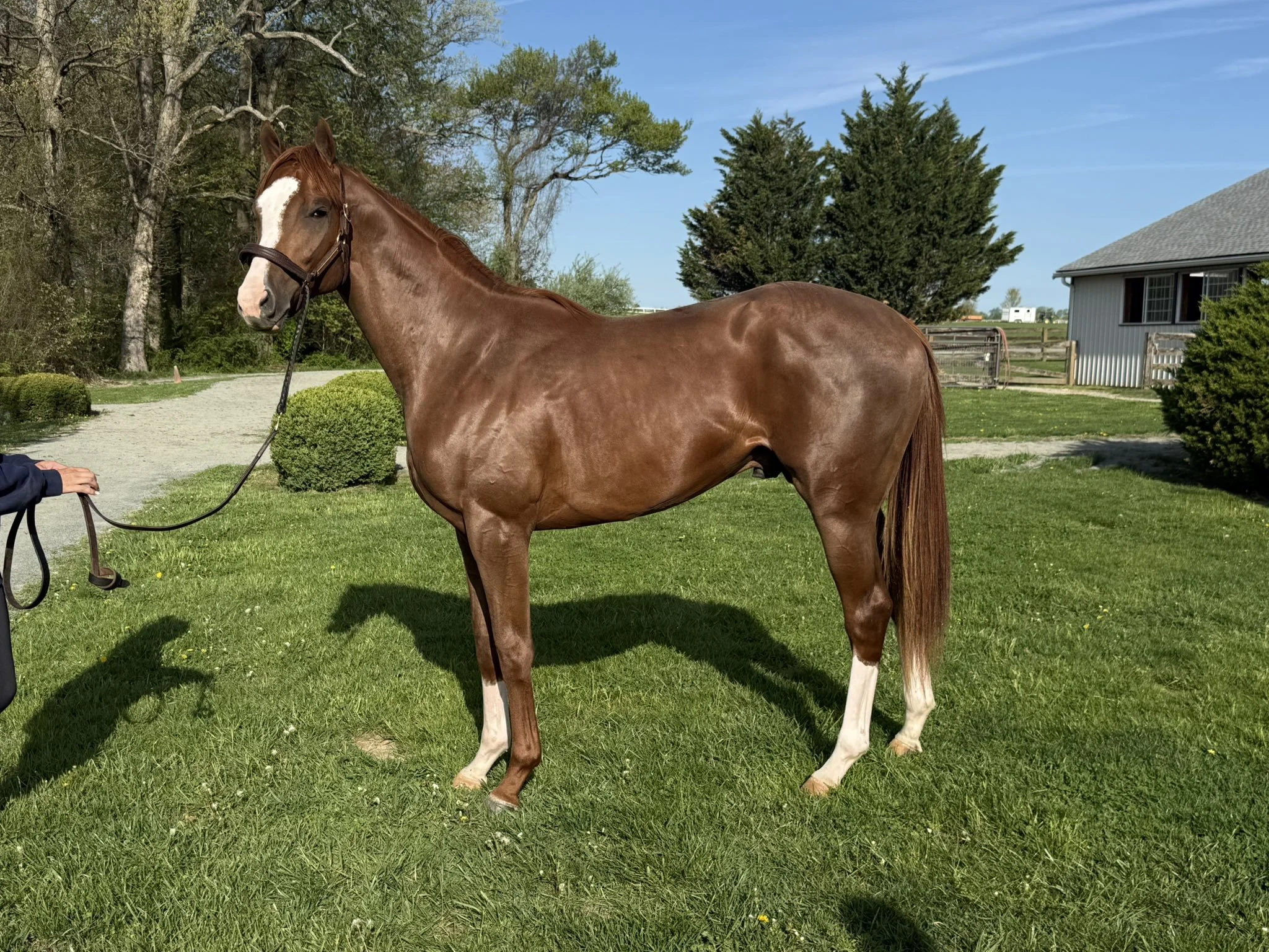 OBS Sale Horse