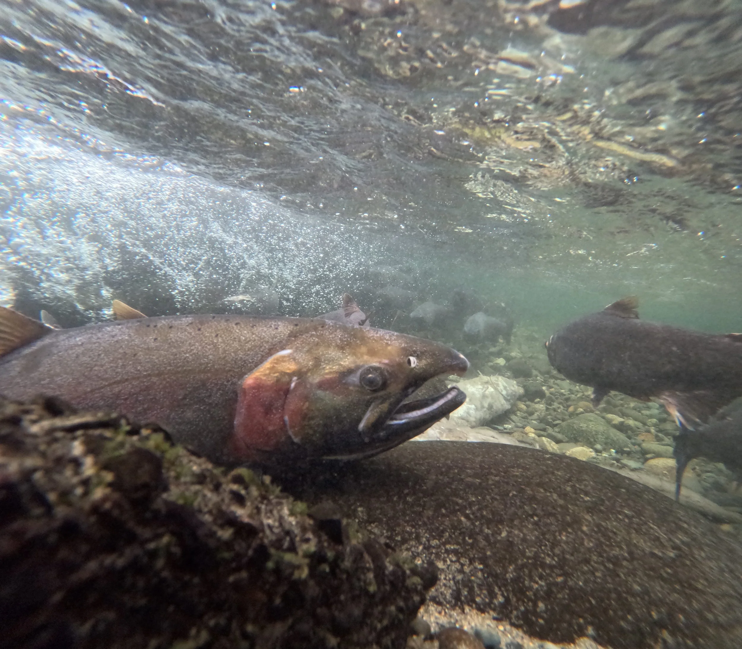 Thousands of Images…