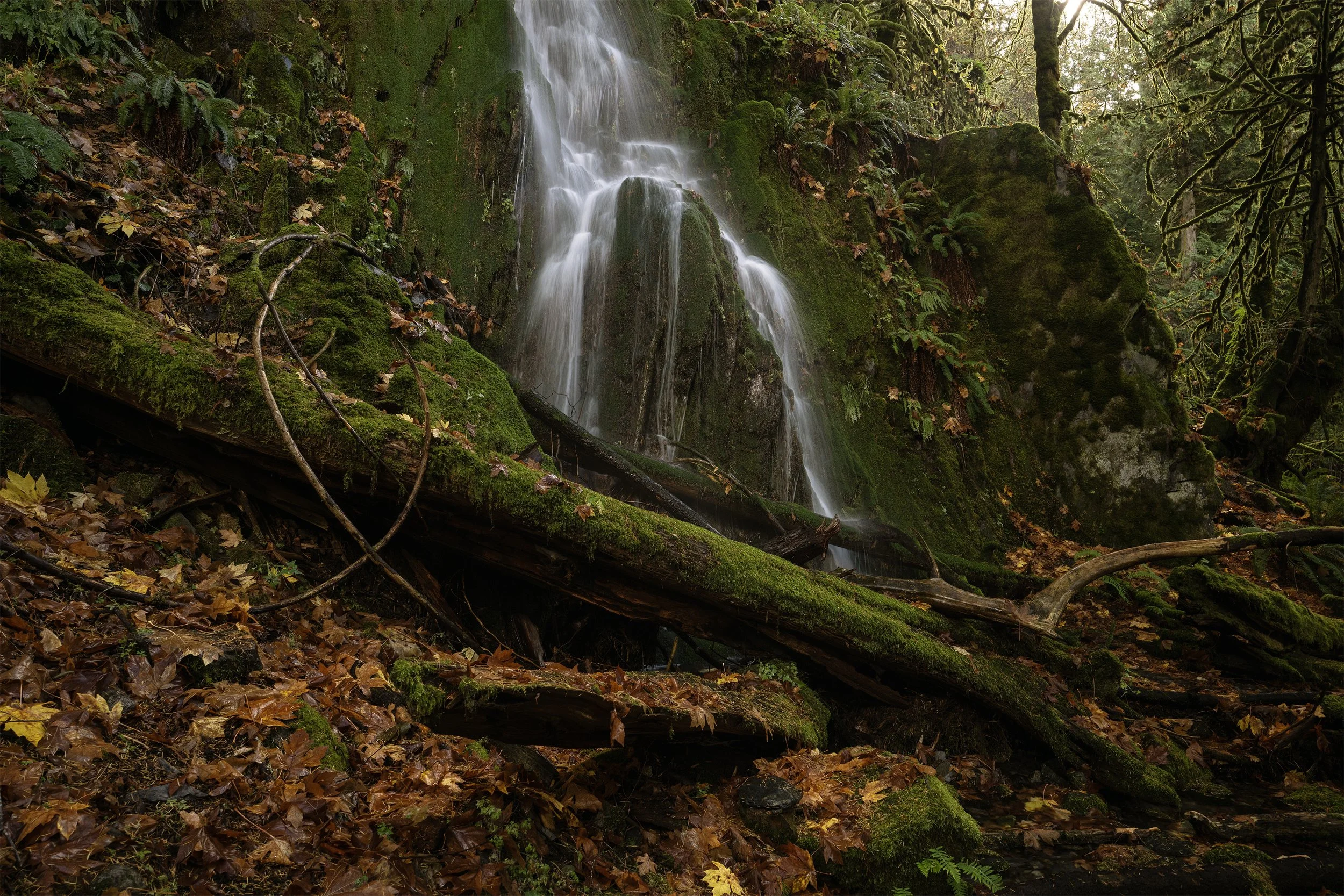 Water — What the Forest Gives Away…