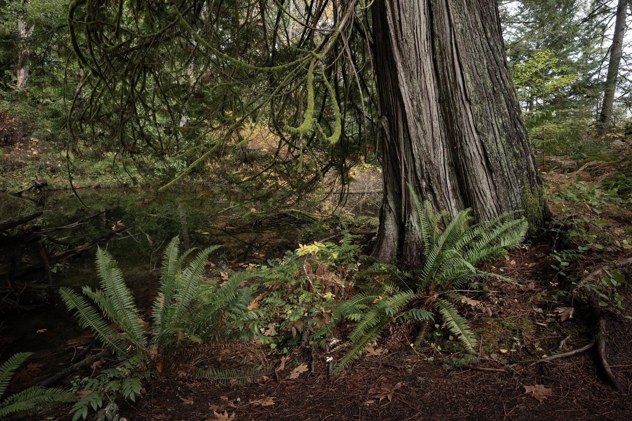 Coastal Island Rain…