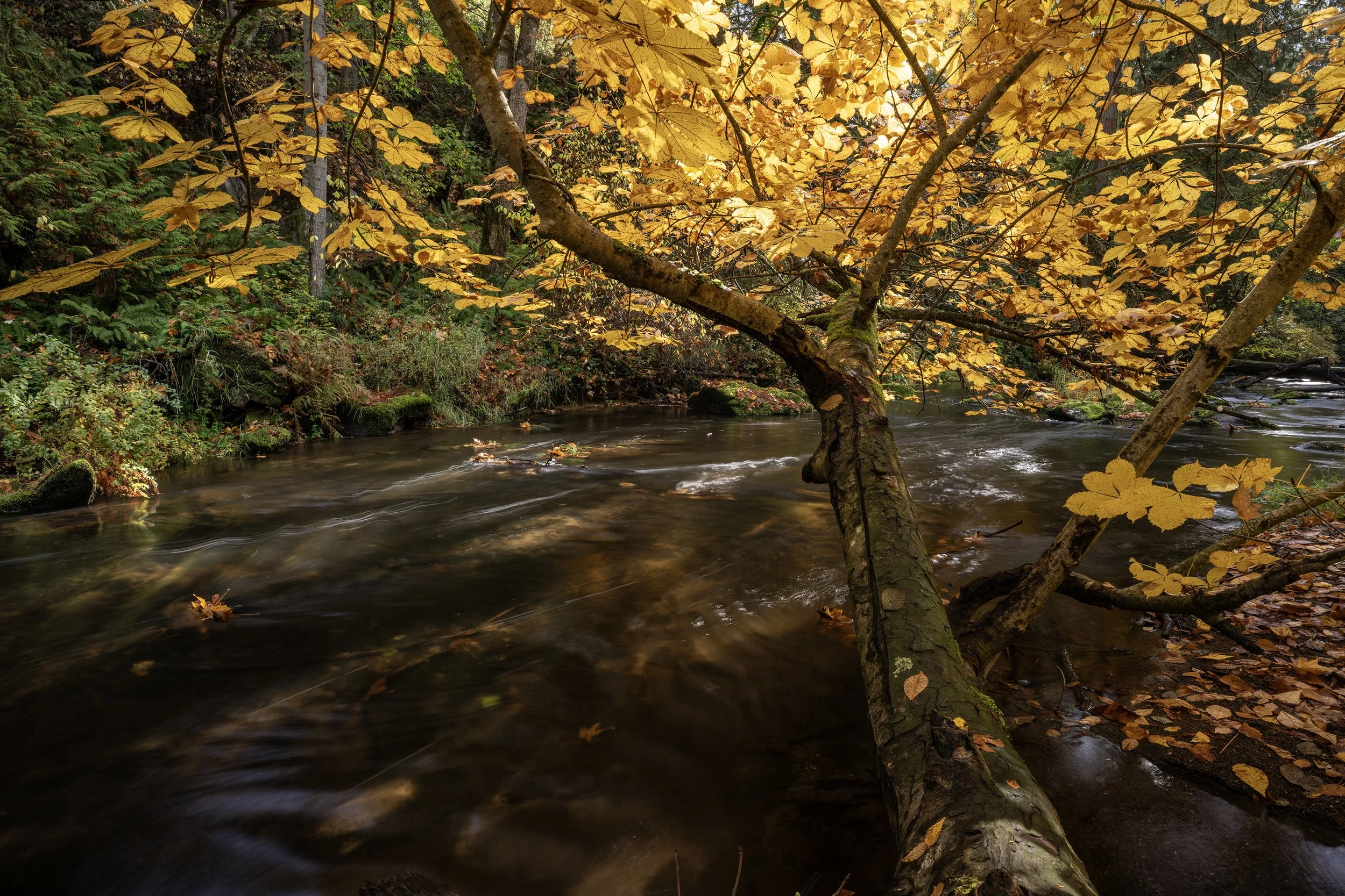 GOLDENSM DSC_1692.jpg