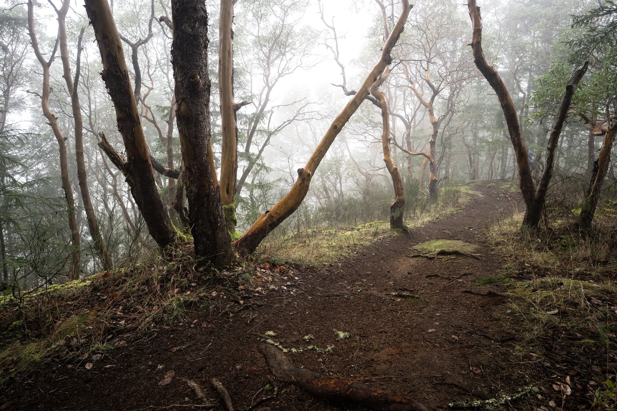Moody Walk Through ArbutusSM DSC_3683.jpg