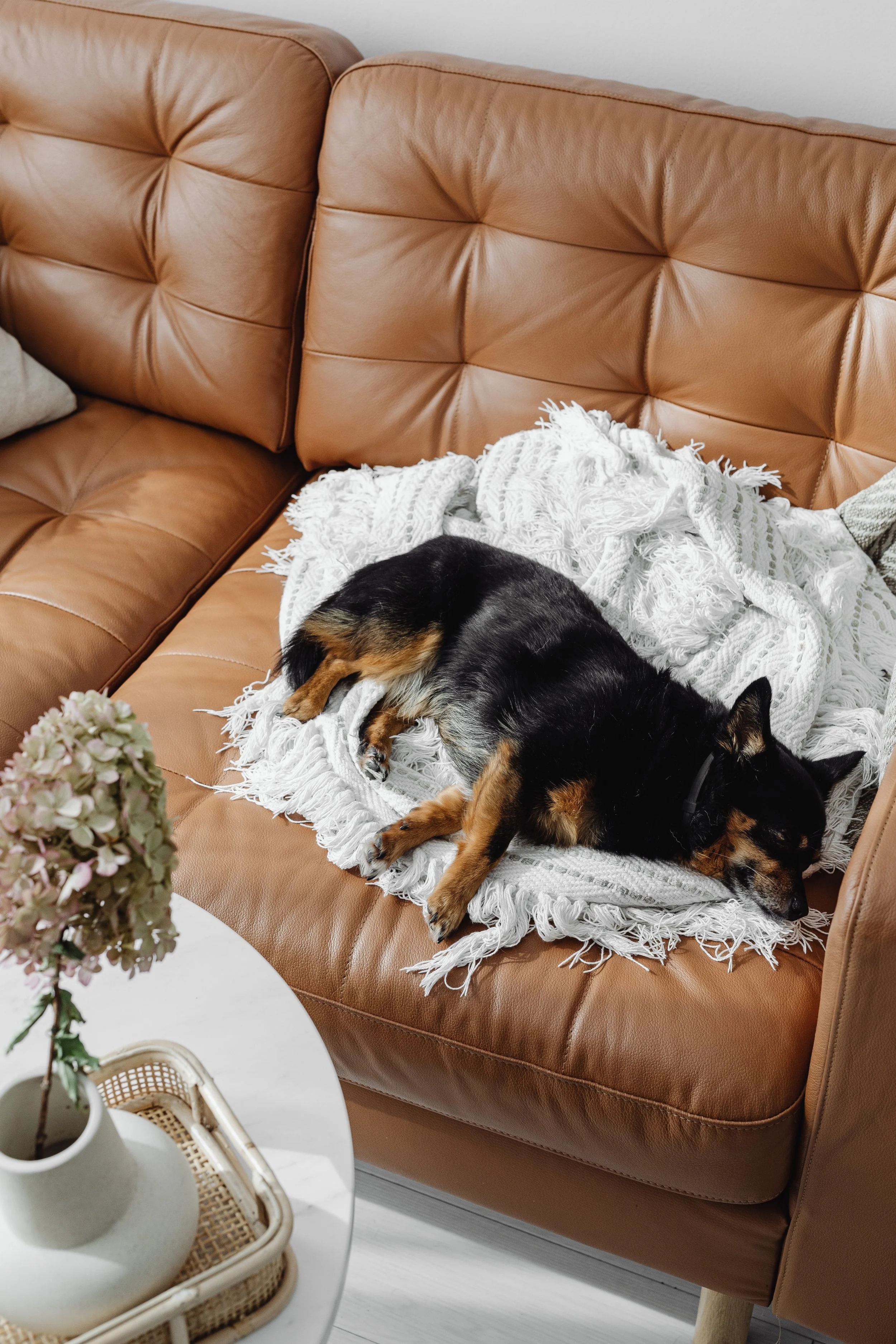 A small black and tan dog is sleeping on a fringed white blanket on a brown leather sofa with tufted cushions.