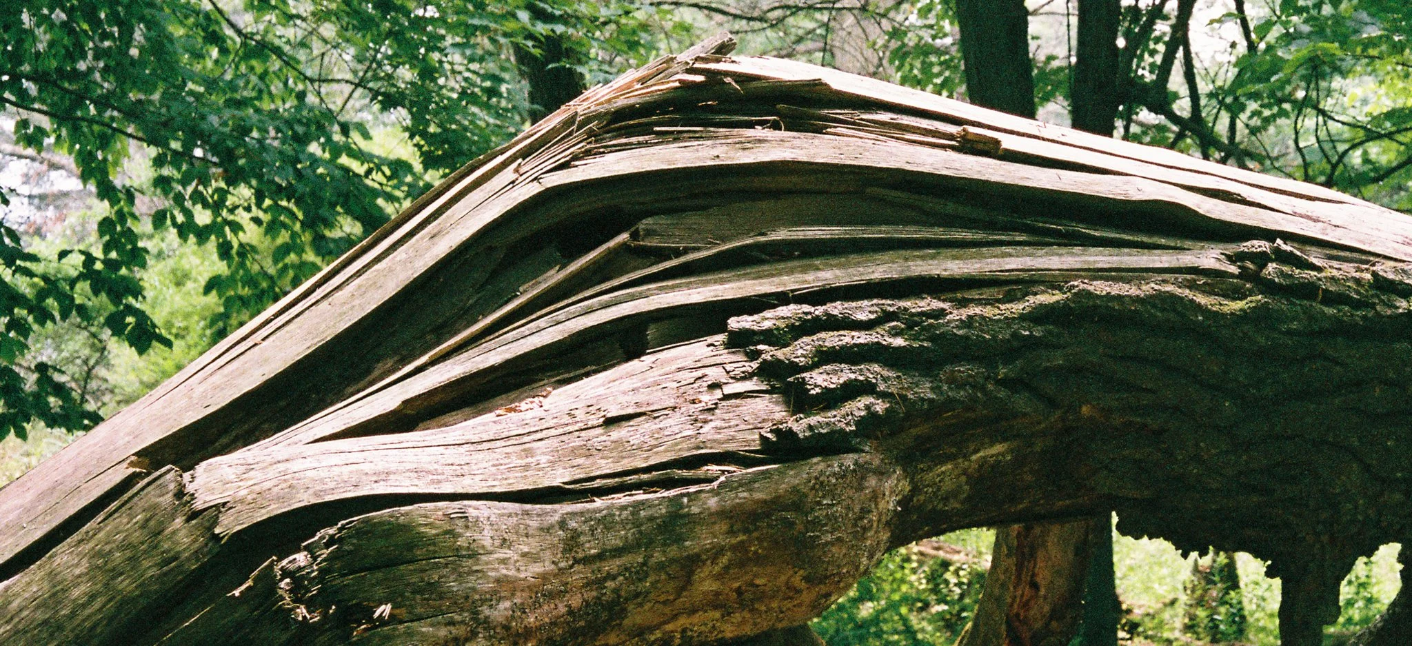 FILM Photos - Libby Donnelly-43.jpg