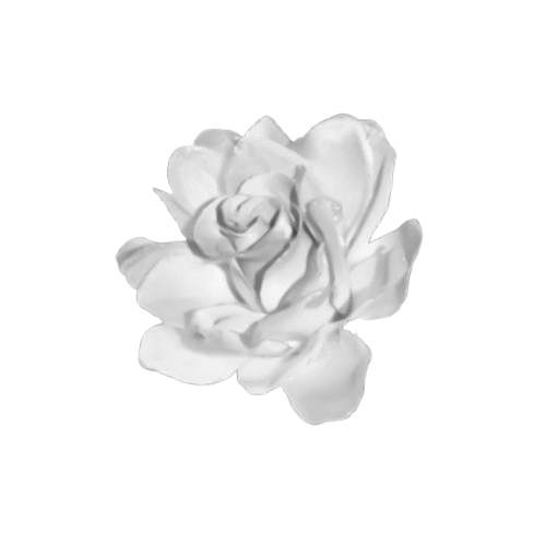 White rose on black background.