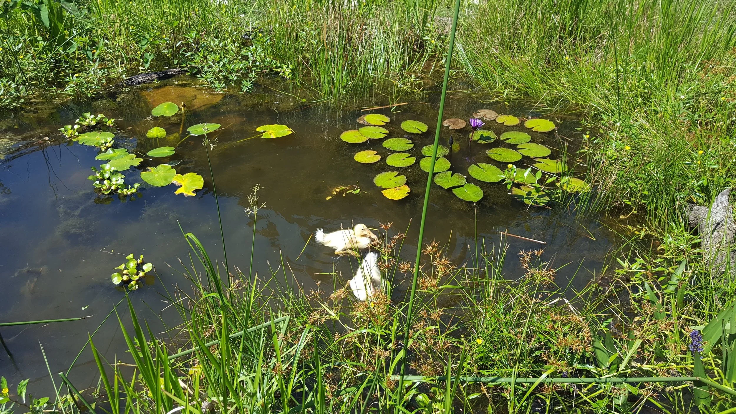 backyard duck pond.jpg