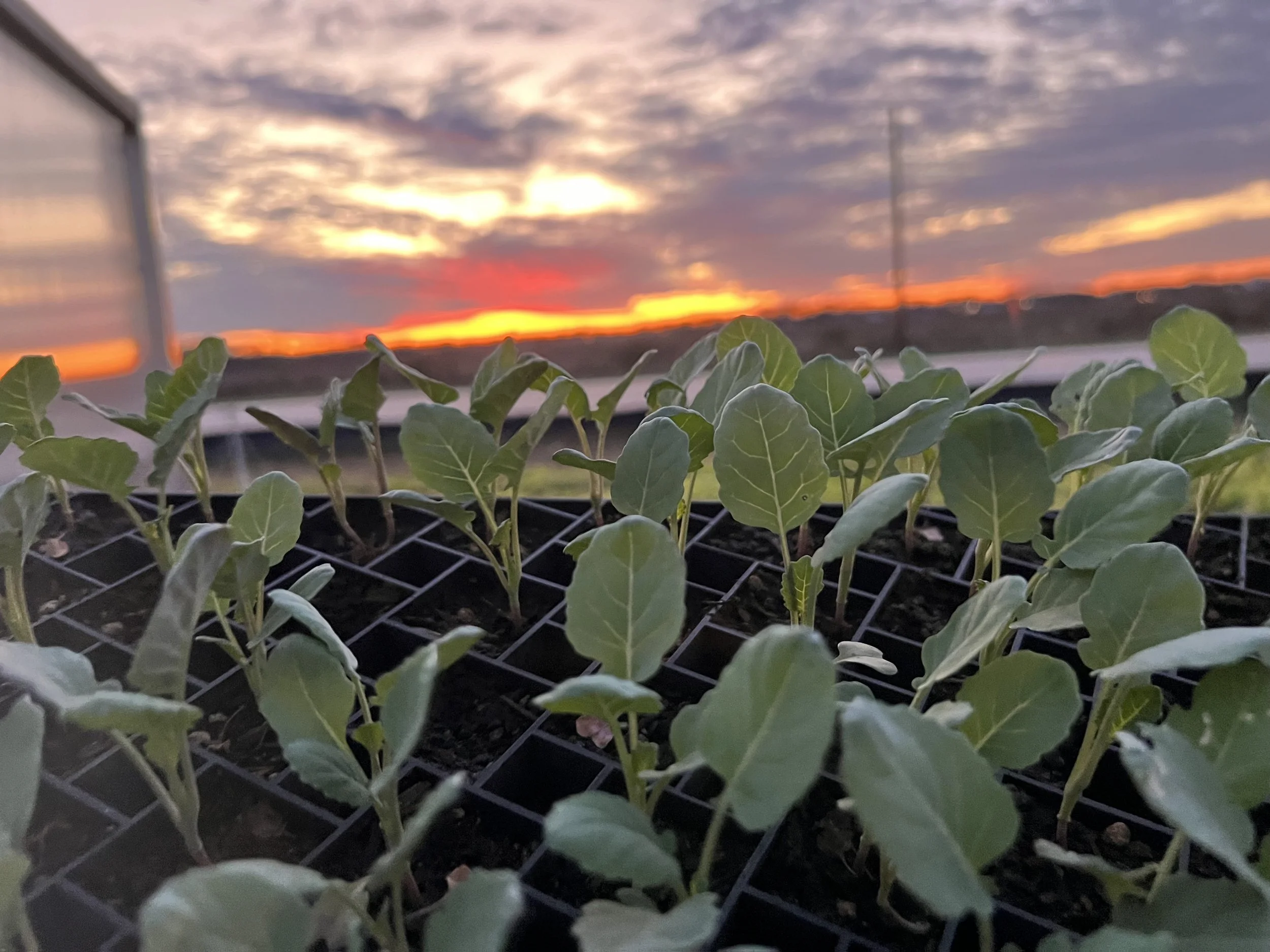 organic seedlings.jpg