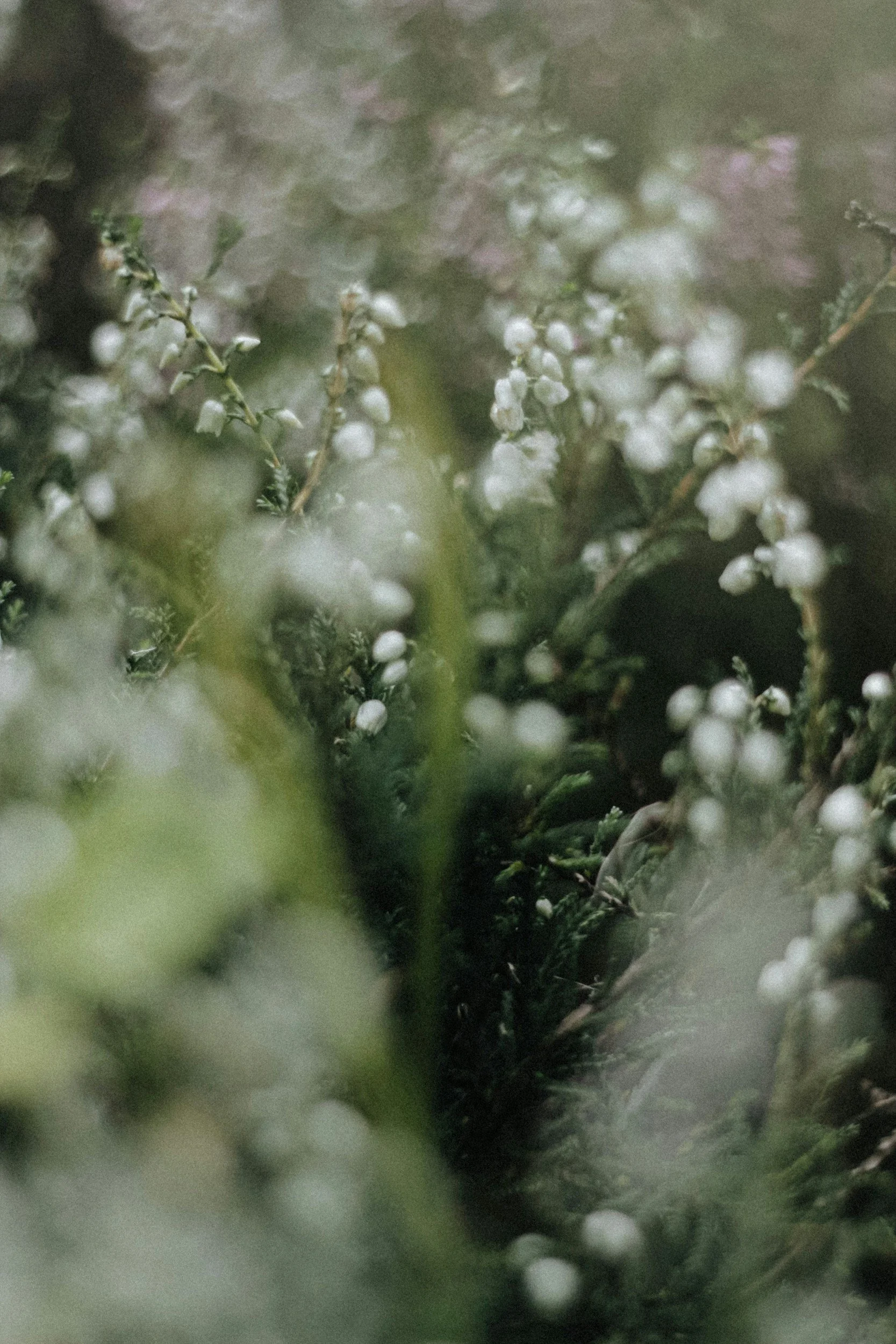 Close-up of small white flowers on green plants with a blurred background.