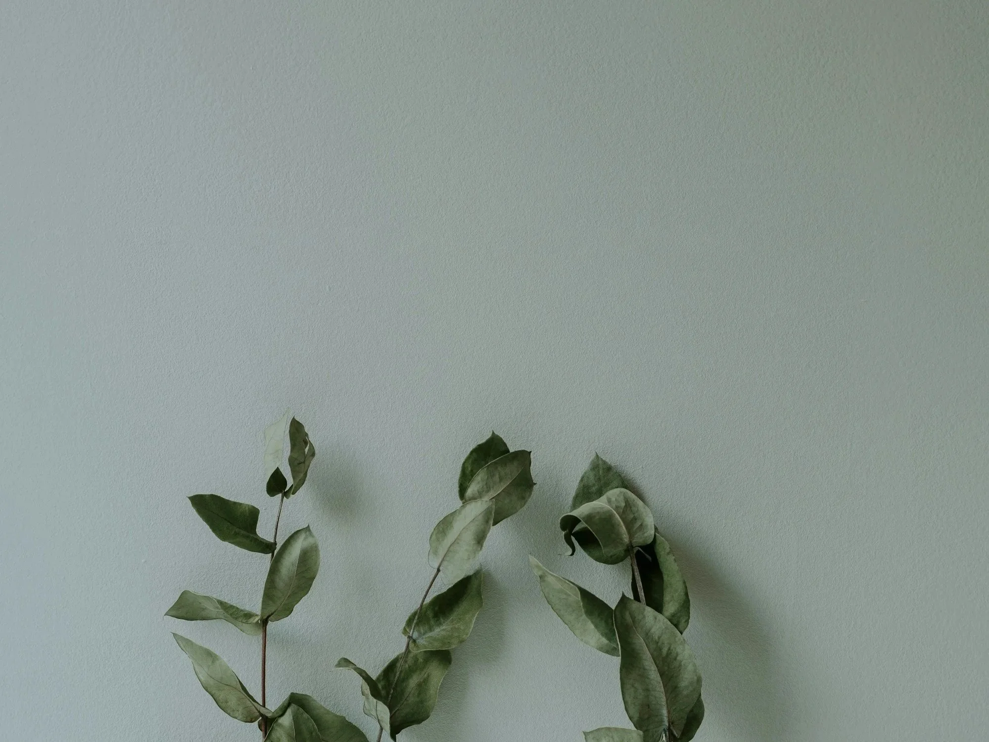 A few green leaves on a thin stem against a light-colored wall.