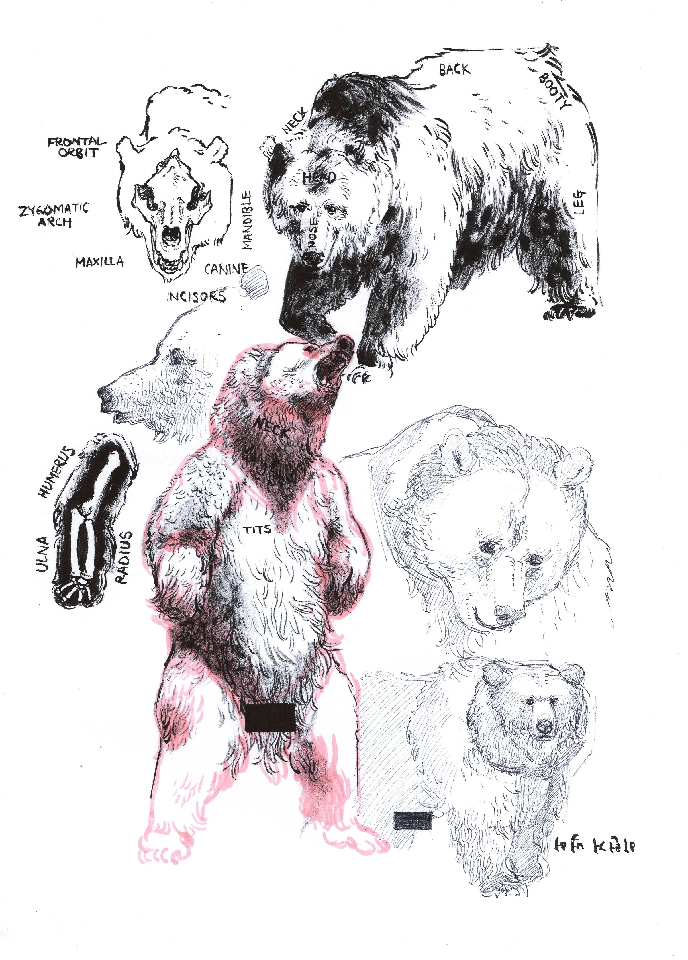 230212 color 230212 bear .jpg