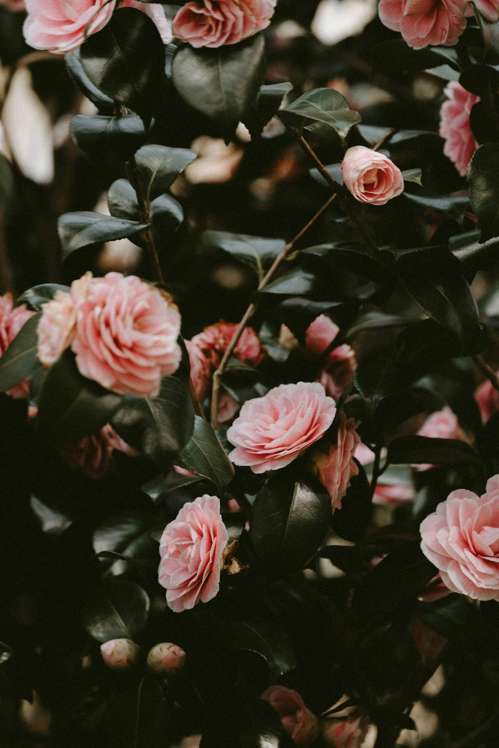 Close-up of pink camellia flowers and dark green leaves.