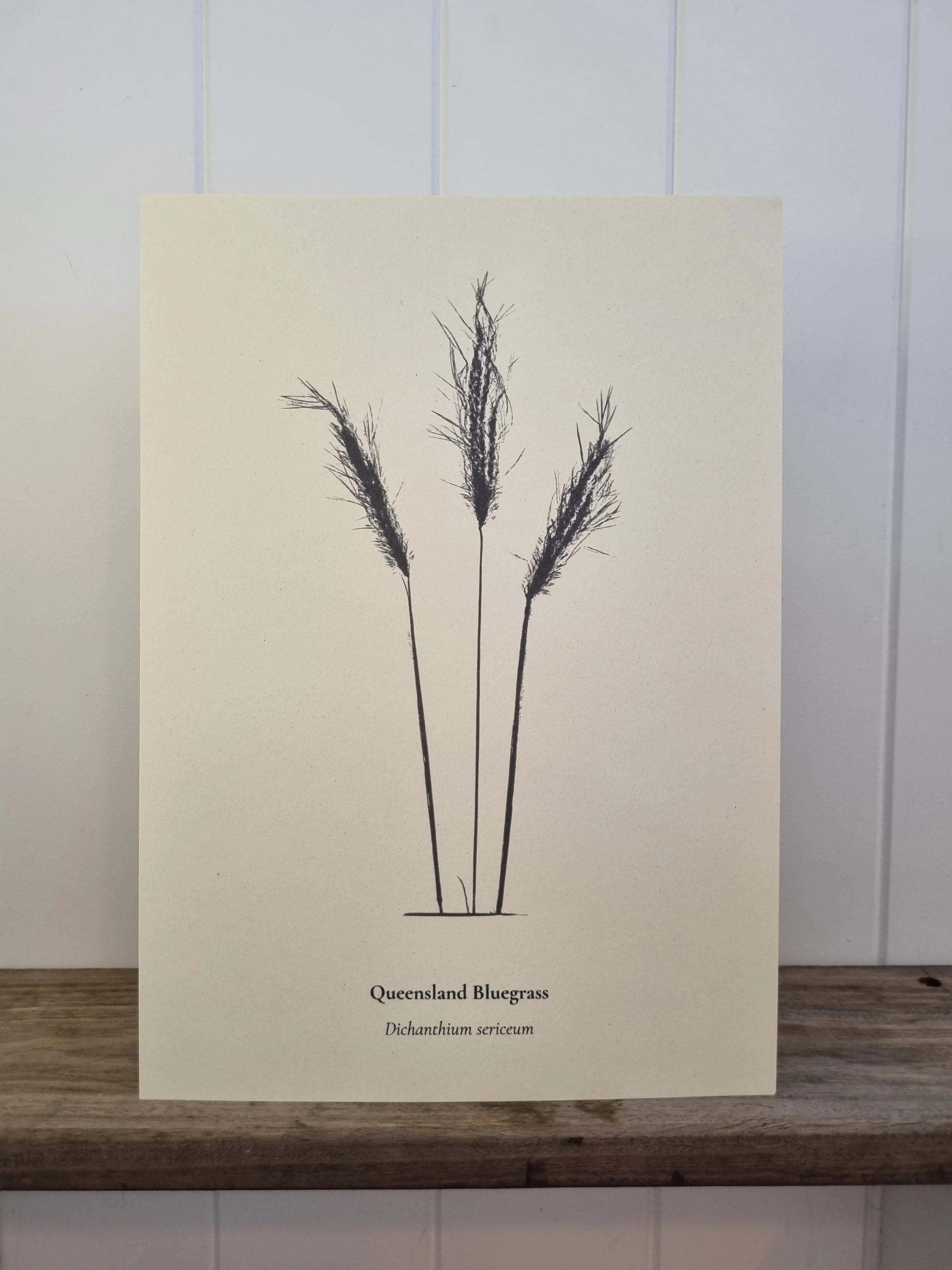 Australian Native Plant Poster — Queensland Blue Grass