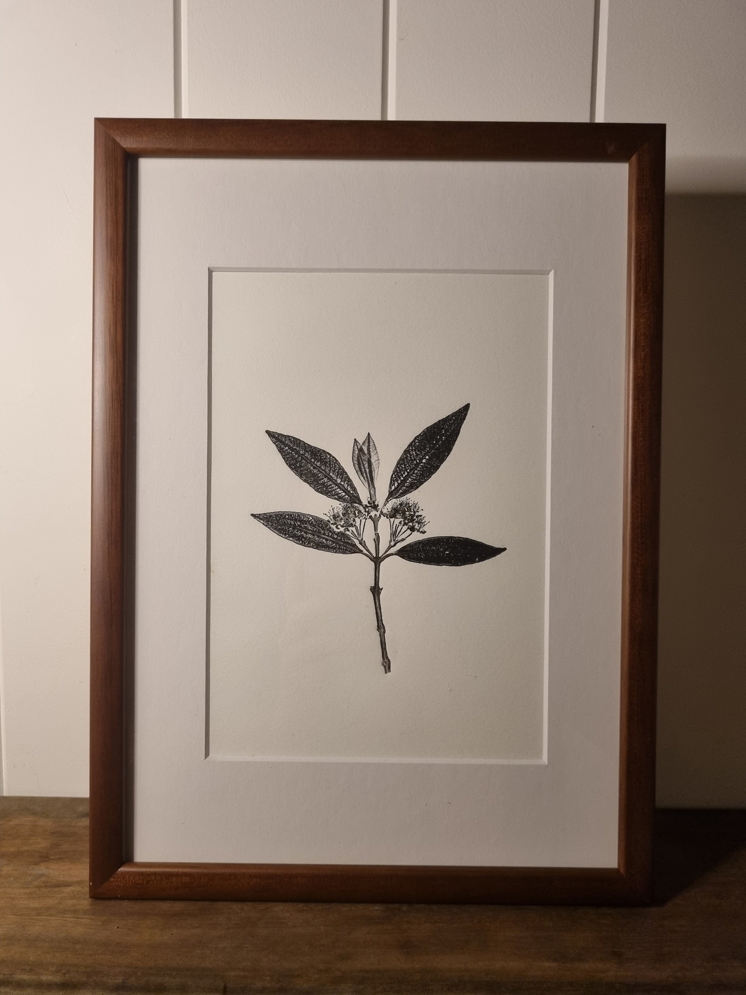 Lemon Myrtle 1, Positive Print, Framed