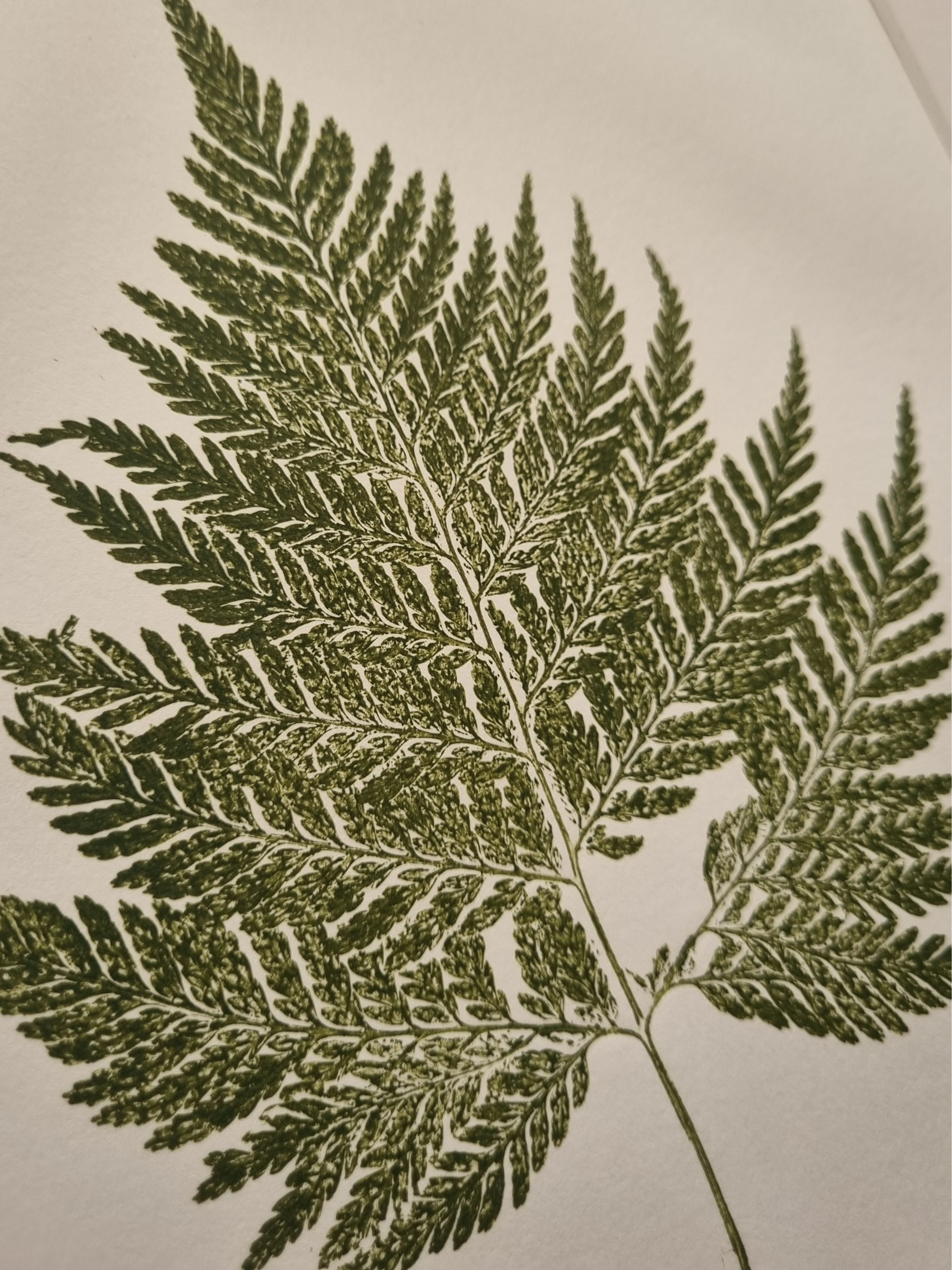 Austral Bracken Fern 1, Positive Print, Deep Green