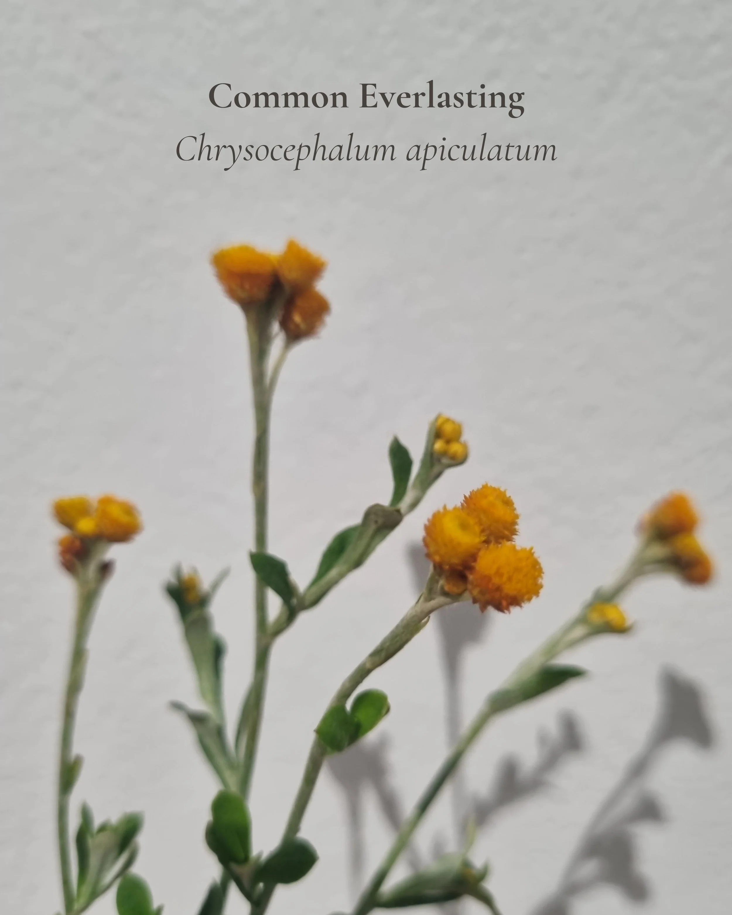 Common Everlasting Fesert Flame_20260113_223006_0000.jpg