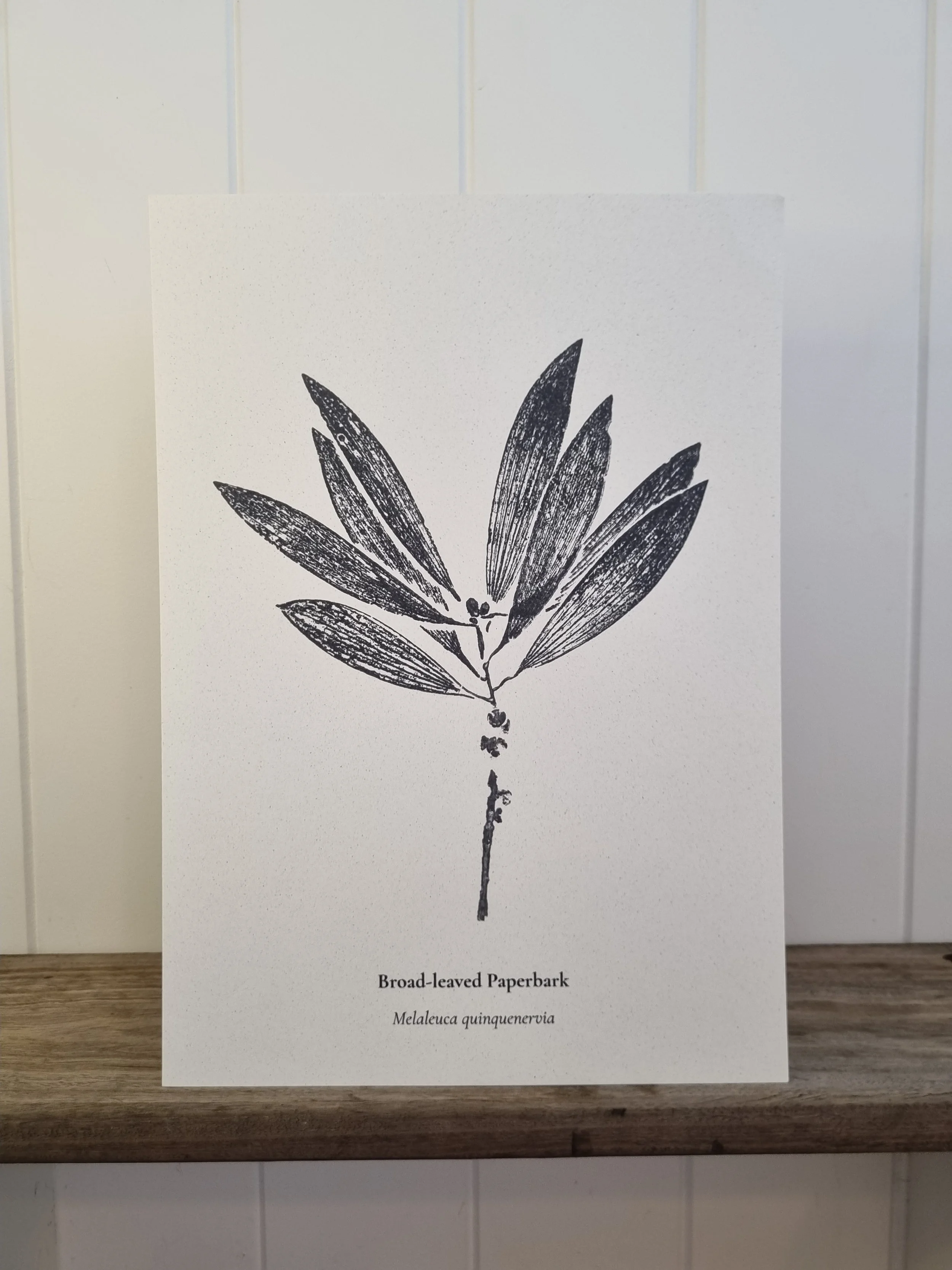 Australian Native Plant Poster — Broad-Leaved Paperbark