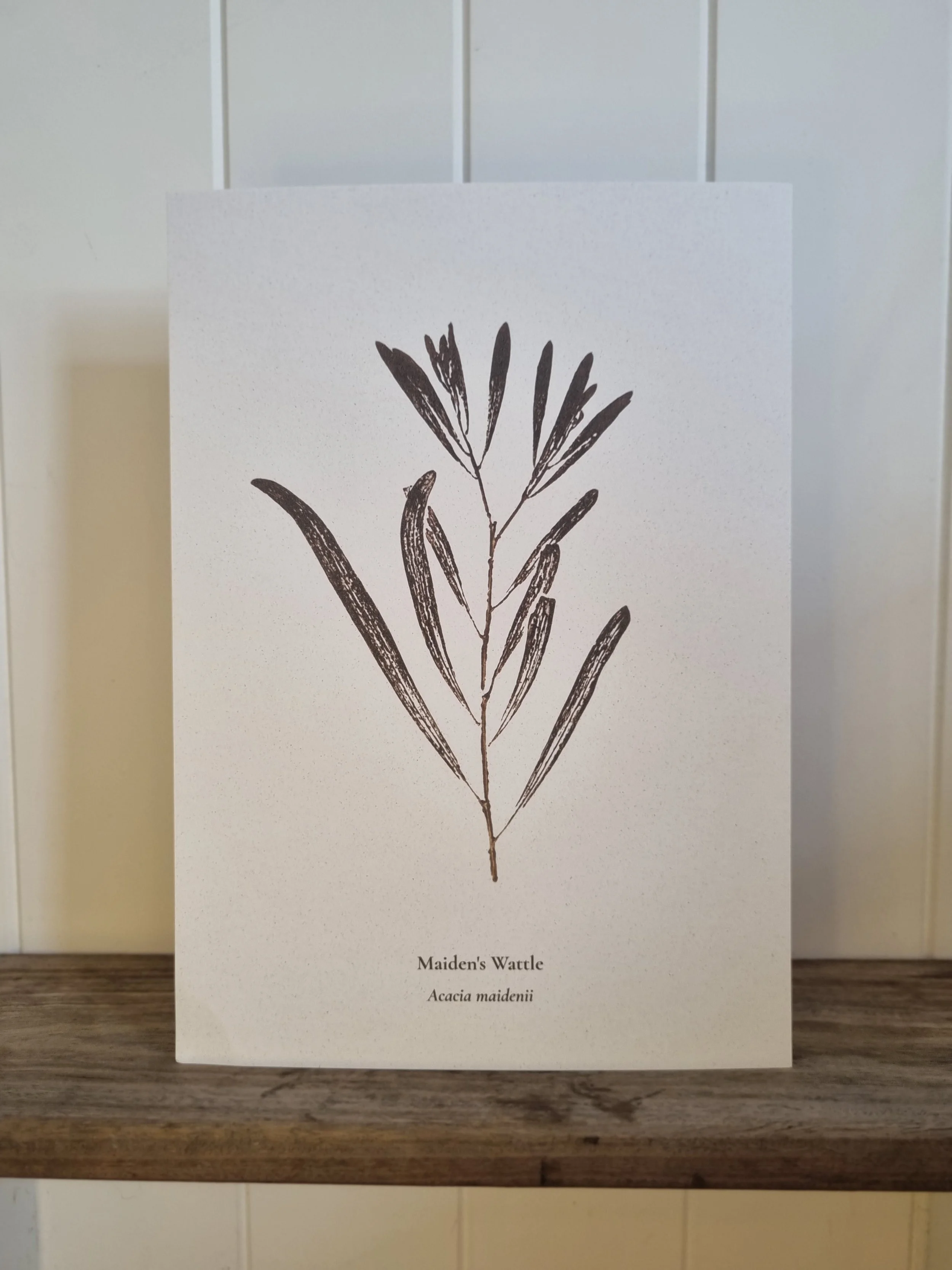 Australian Native Plant Poster — Maiden’s Wattle