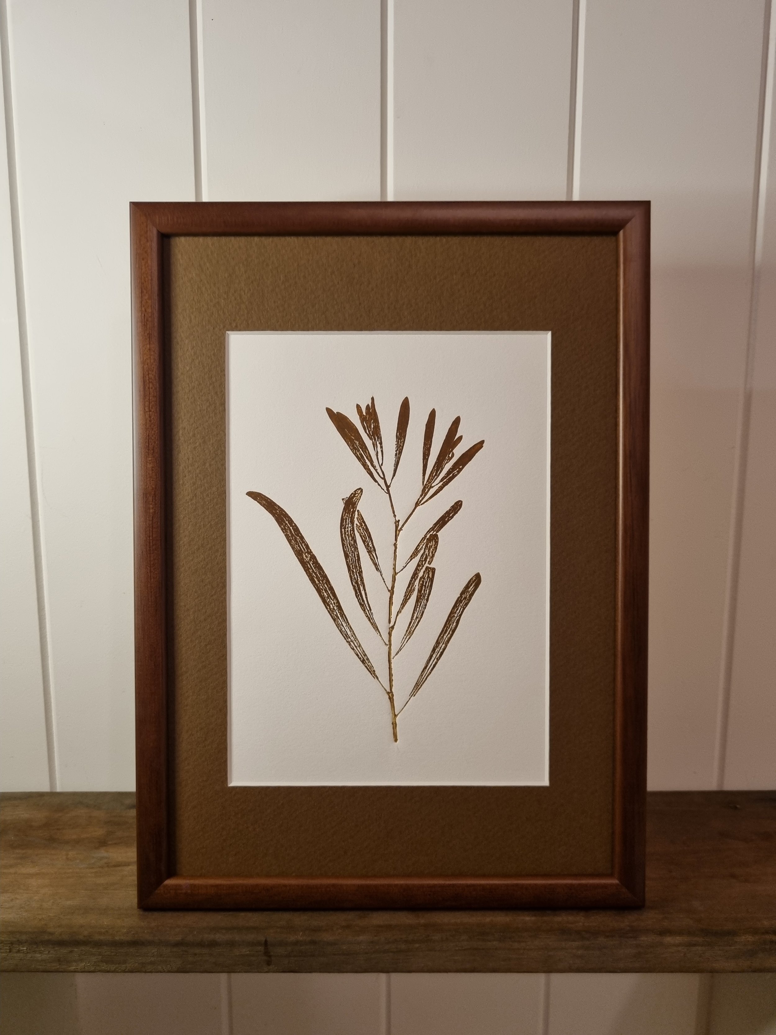 Maiden's Wattle 1, Burnt Umber, Framed