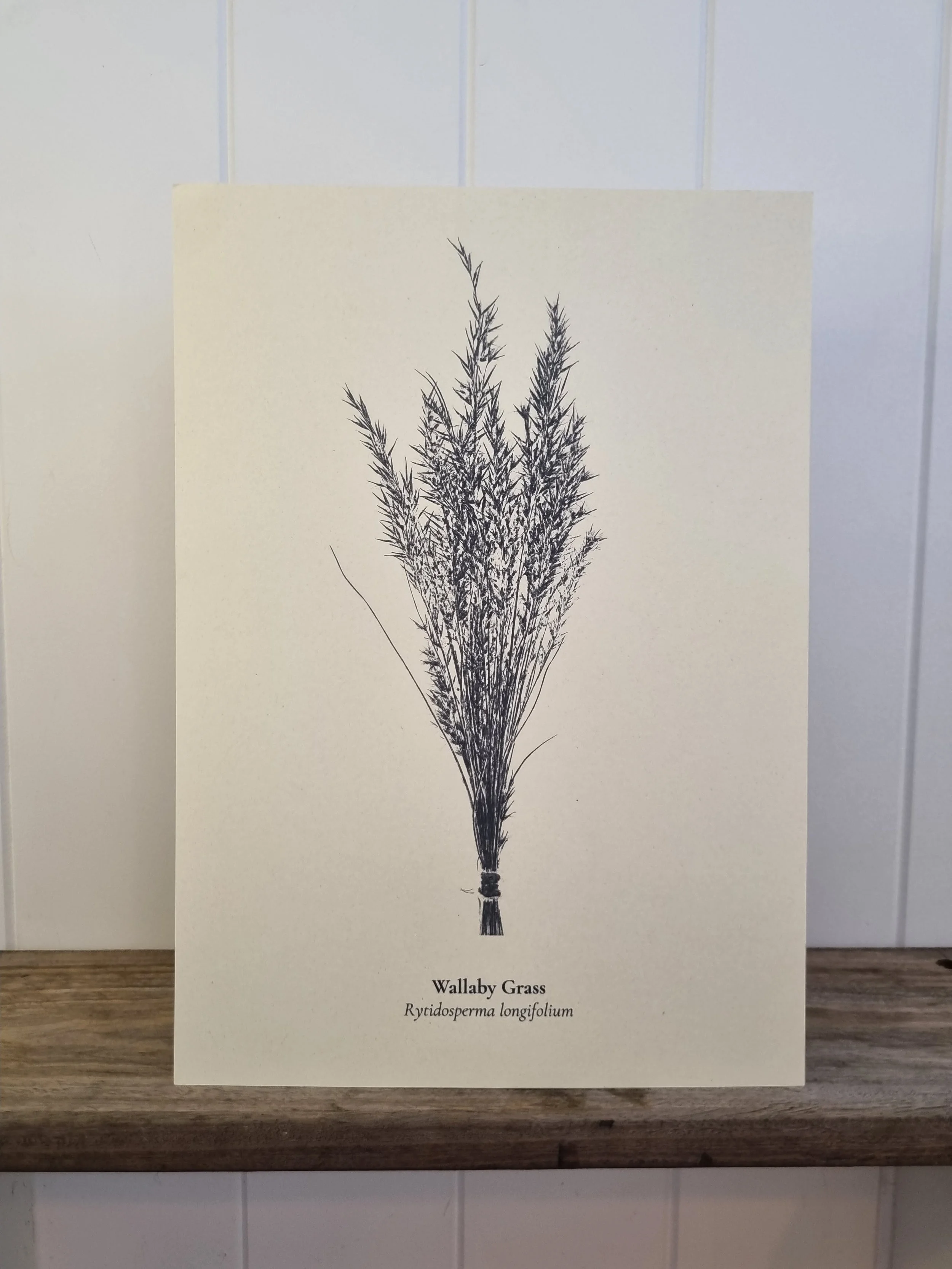 Australian Native Plant Poster — Wallaby Grass
