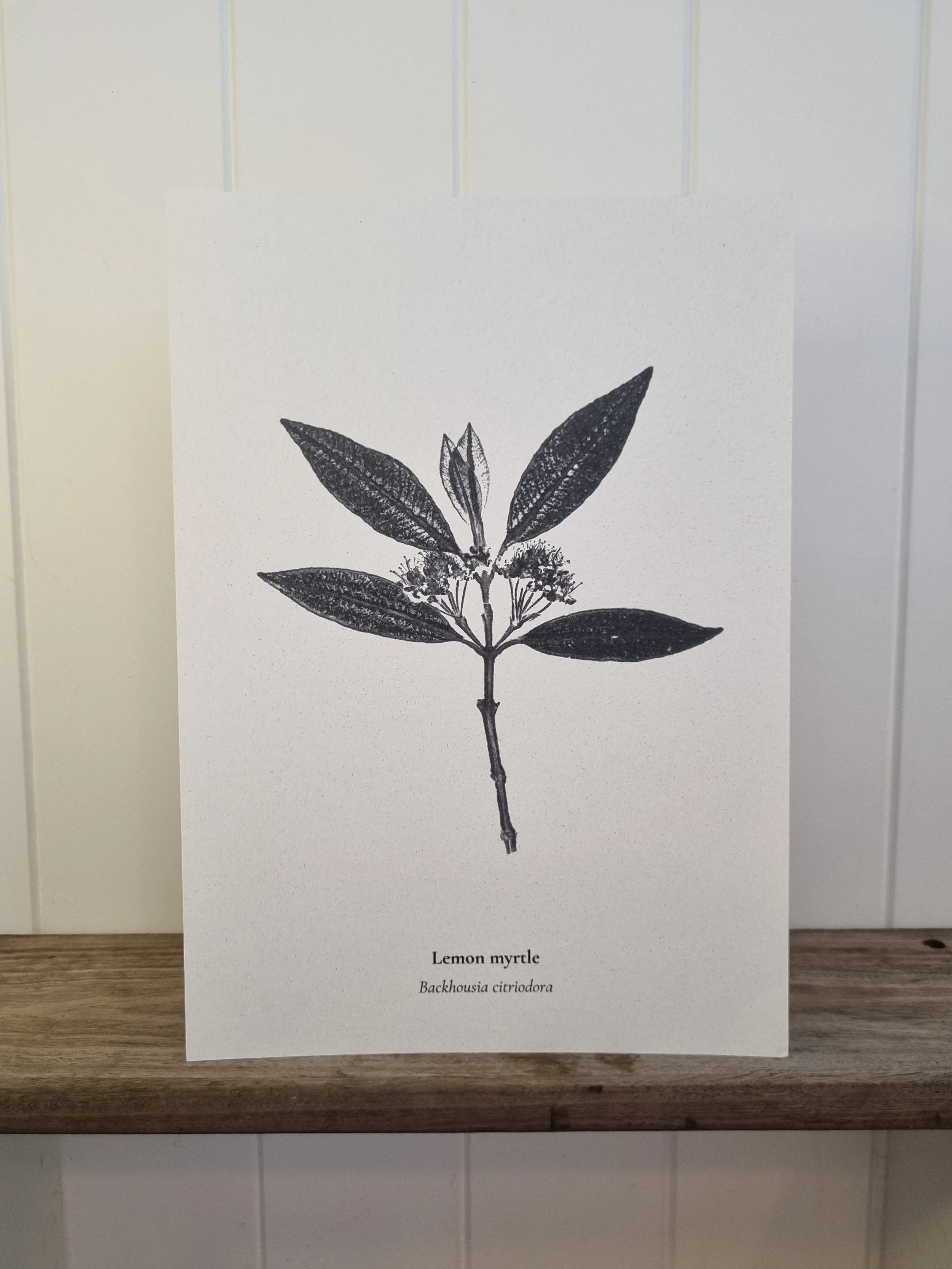Australian Native Plant Poster — Lemon Myrtle