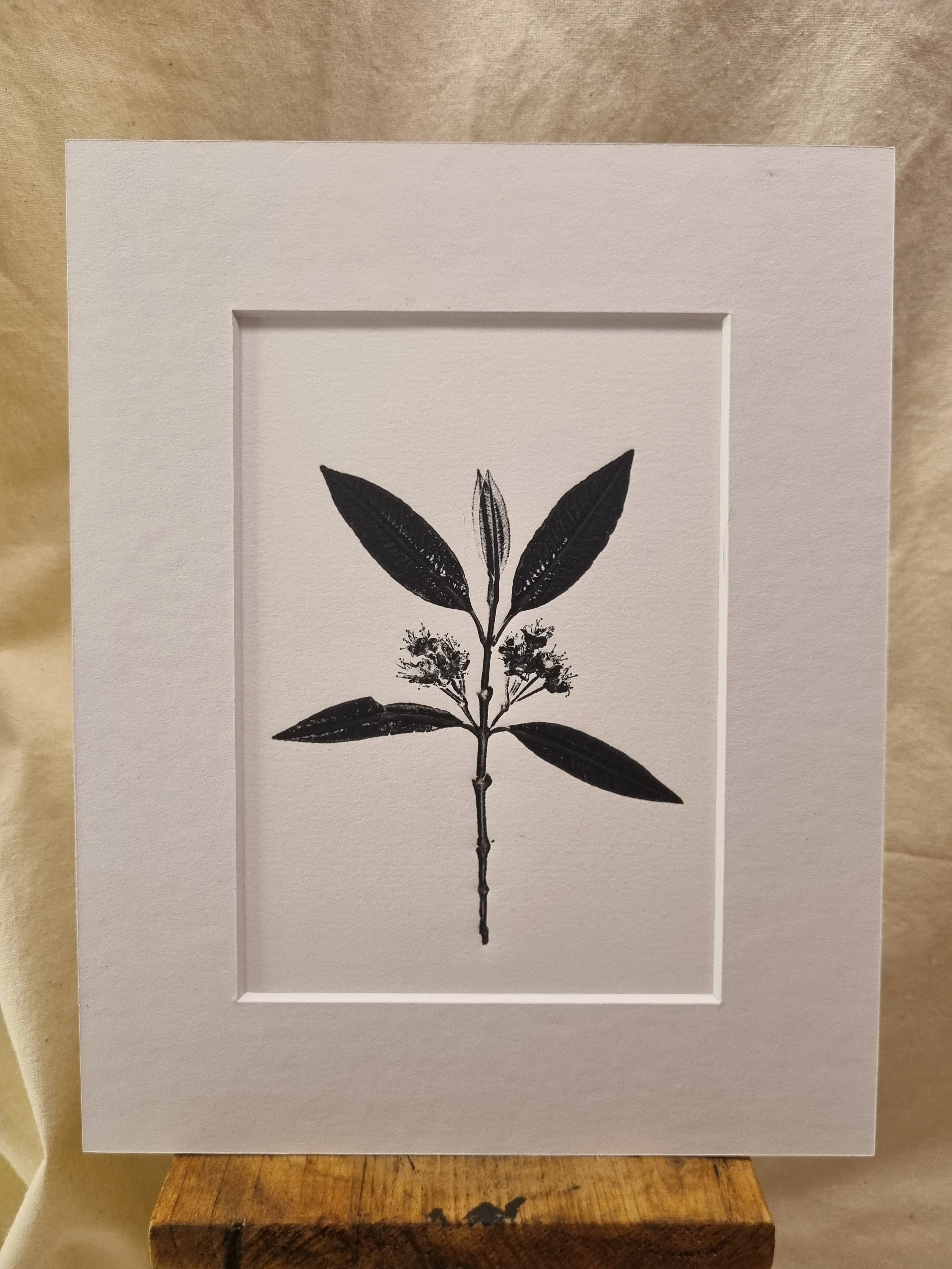 Lemon Myrtle 2, Positive Print, Black