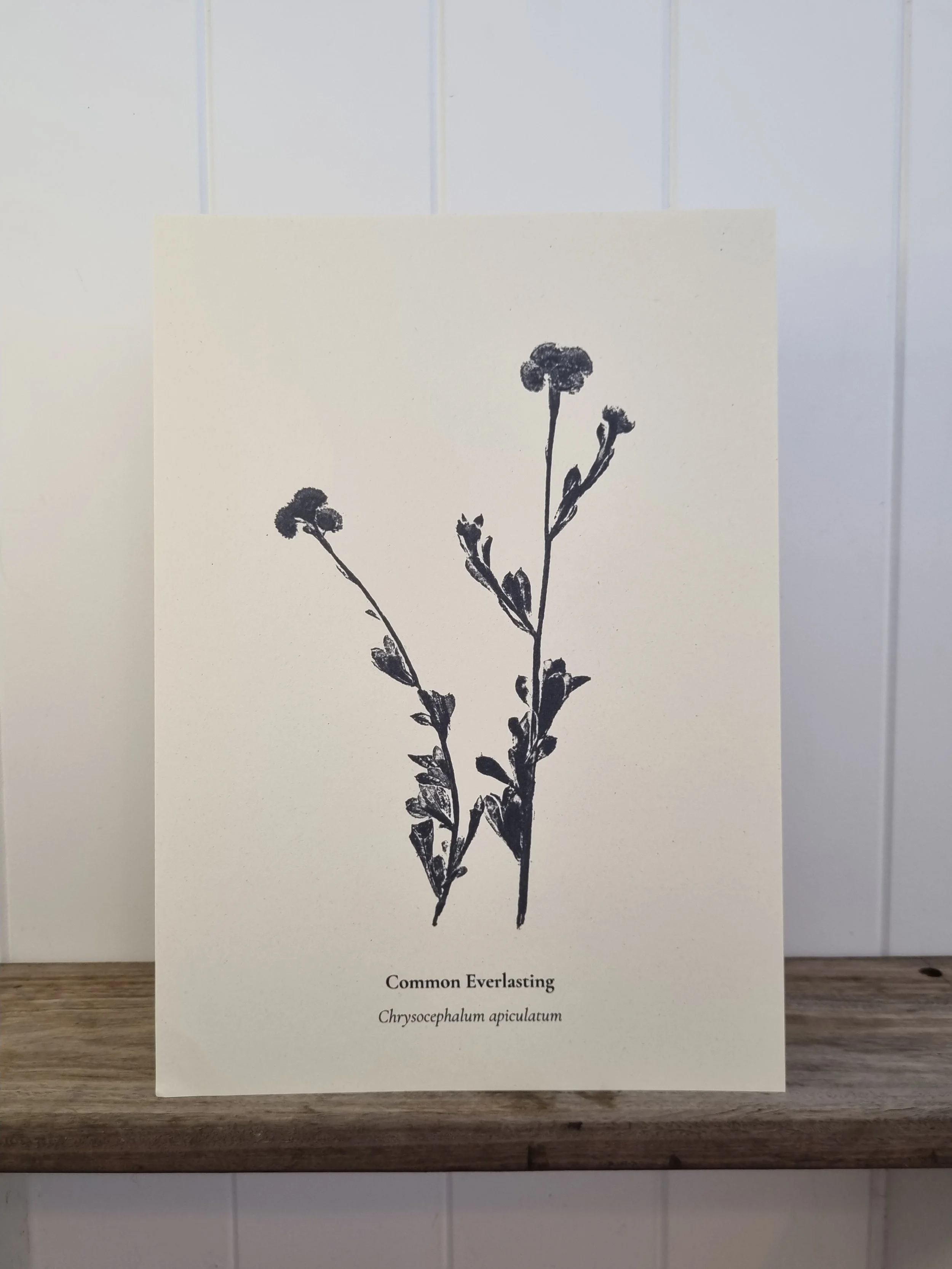 Australian Native Plant Poster — Common Everlasting