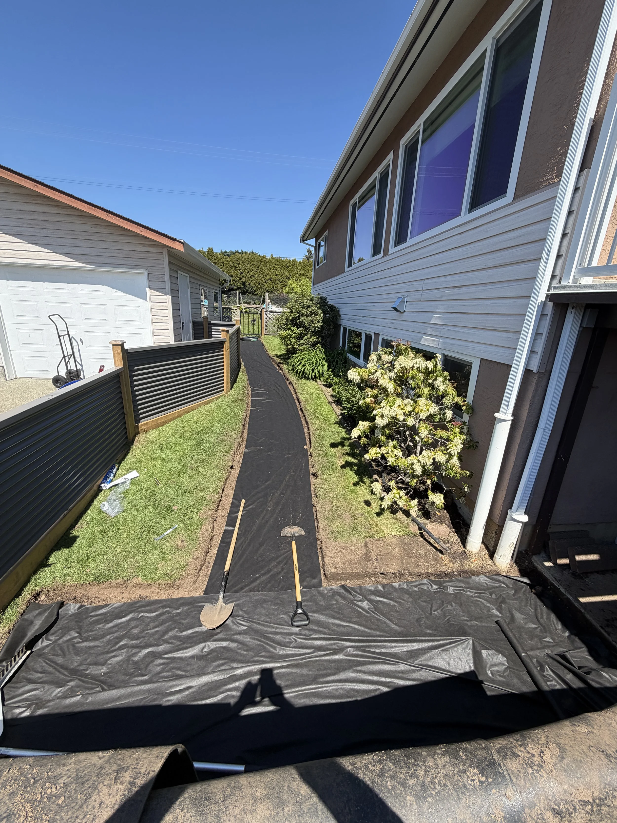 A backyard with a newly installed pathway, covered with black landscaping fabric, flanked by flowering bushes, between two houses, under a clear blue sky.