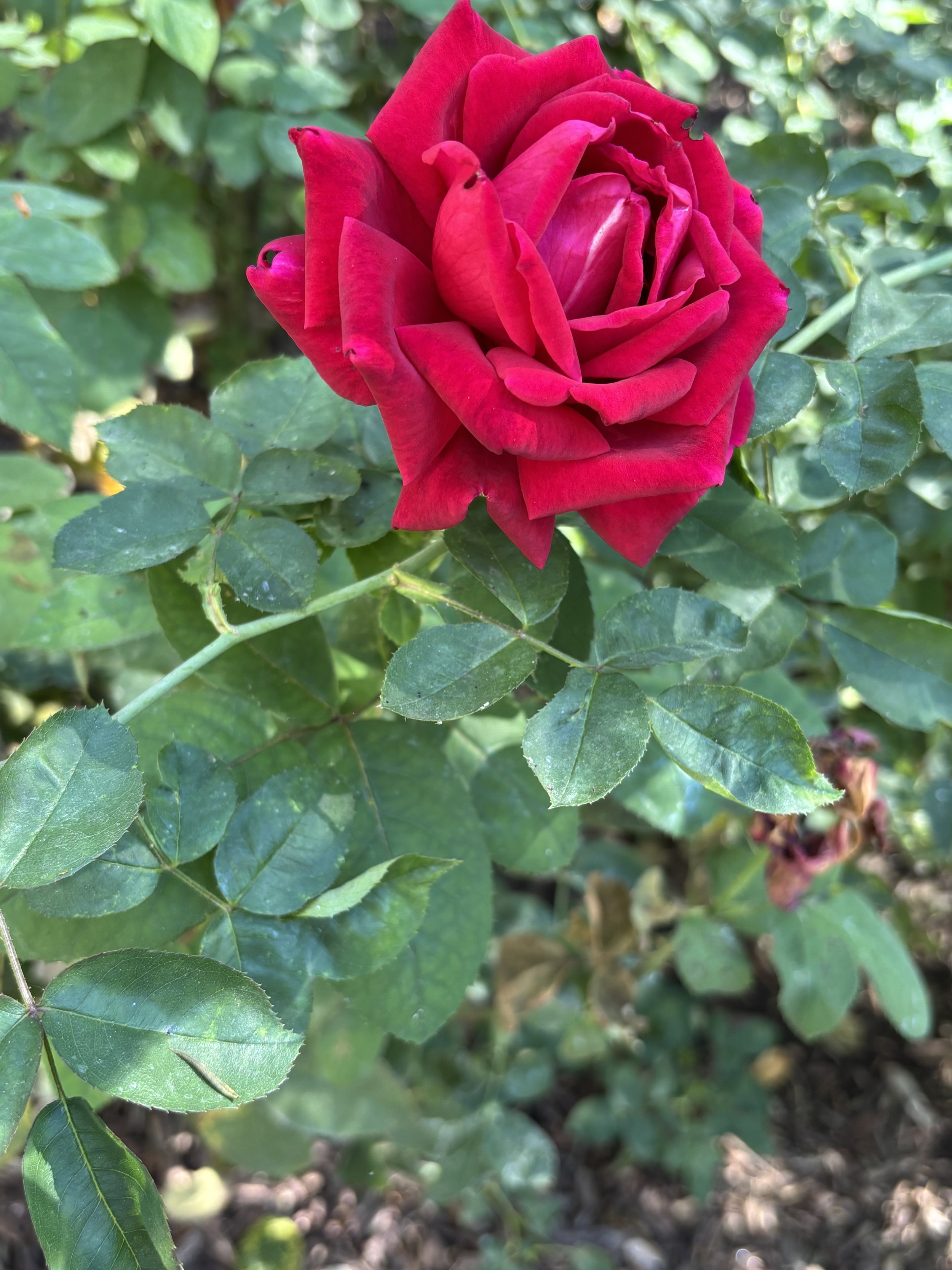 Rose - From Ragged to Restored
