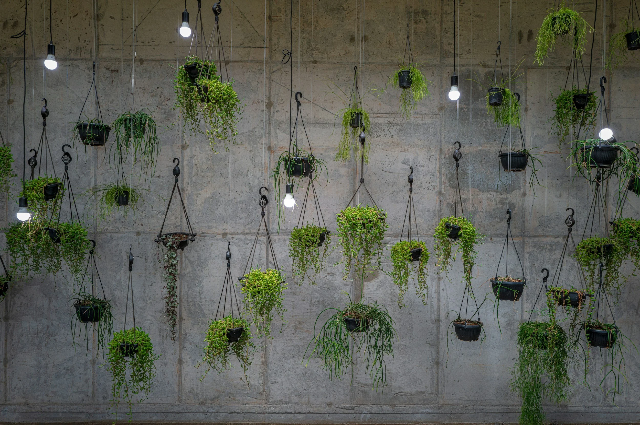 Varias plantas en macetas colgantes en un muro de concreto con varias luces encendidas.