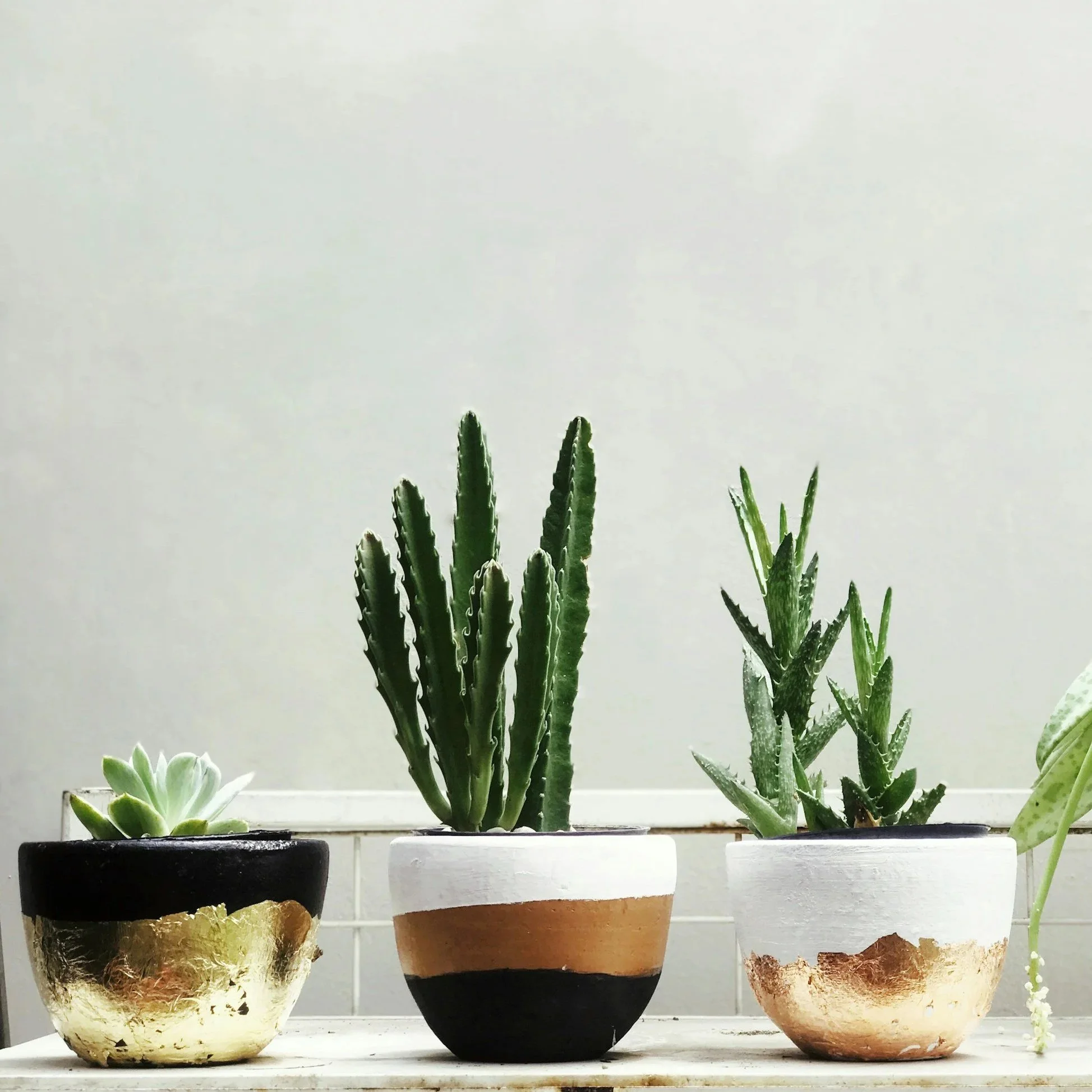 Tres plantas suculentas en macetas decoradas con dorado, blancas y negras, en un fondo blanco.