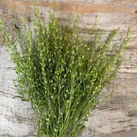 Persian Cress ++
