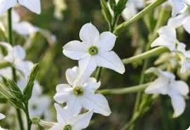 Nicotiana 'Scented Jasmine Alata'  **