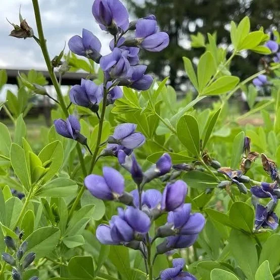 Blue Wild Indigo