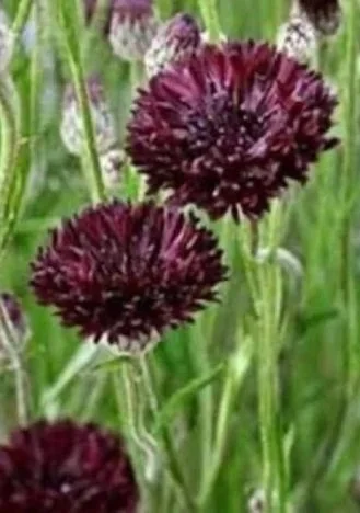 Bachelor's Button 'Black Magic'