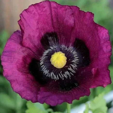 Papaver 'Laurens Grape' **