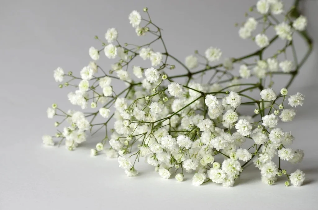Baby's Breath 'Snowflake'