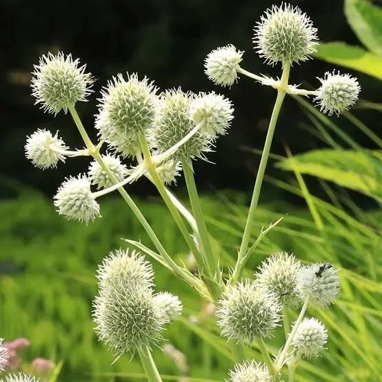 Rattlesnake Master