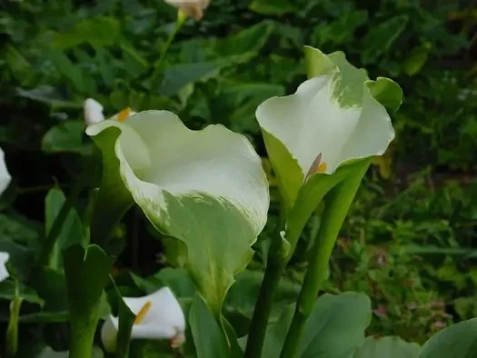 Calla Lily 'Green Goddess'  **