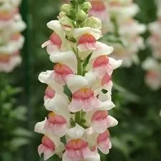 Snapdragon 'Potomac Appleblossom'